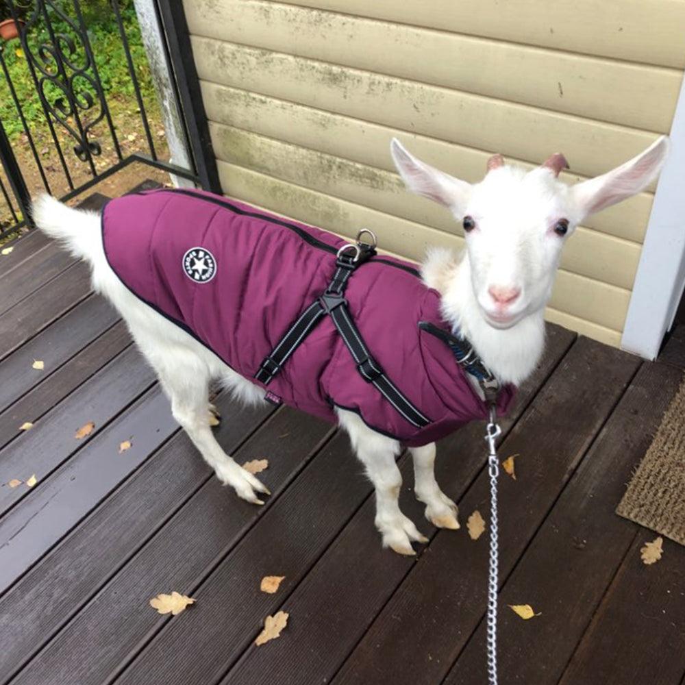 Winter Adventure Dog Coat: Waterproof, Harness-Compatible, And Stylish Pet Clothing