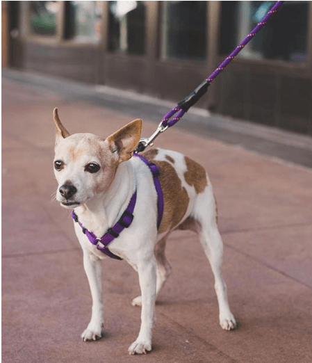 Premium Padded Rope Leash For Dogs Of All Sizes